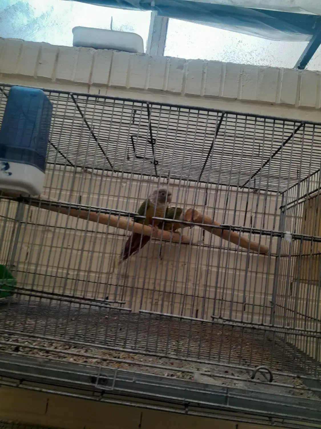 دو جفت گرینچیک سالم و بشرط|پرنده|شاهینشهر, شهرک گلدیس|دیوار