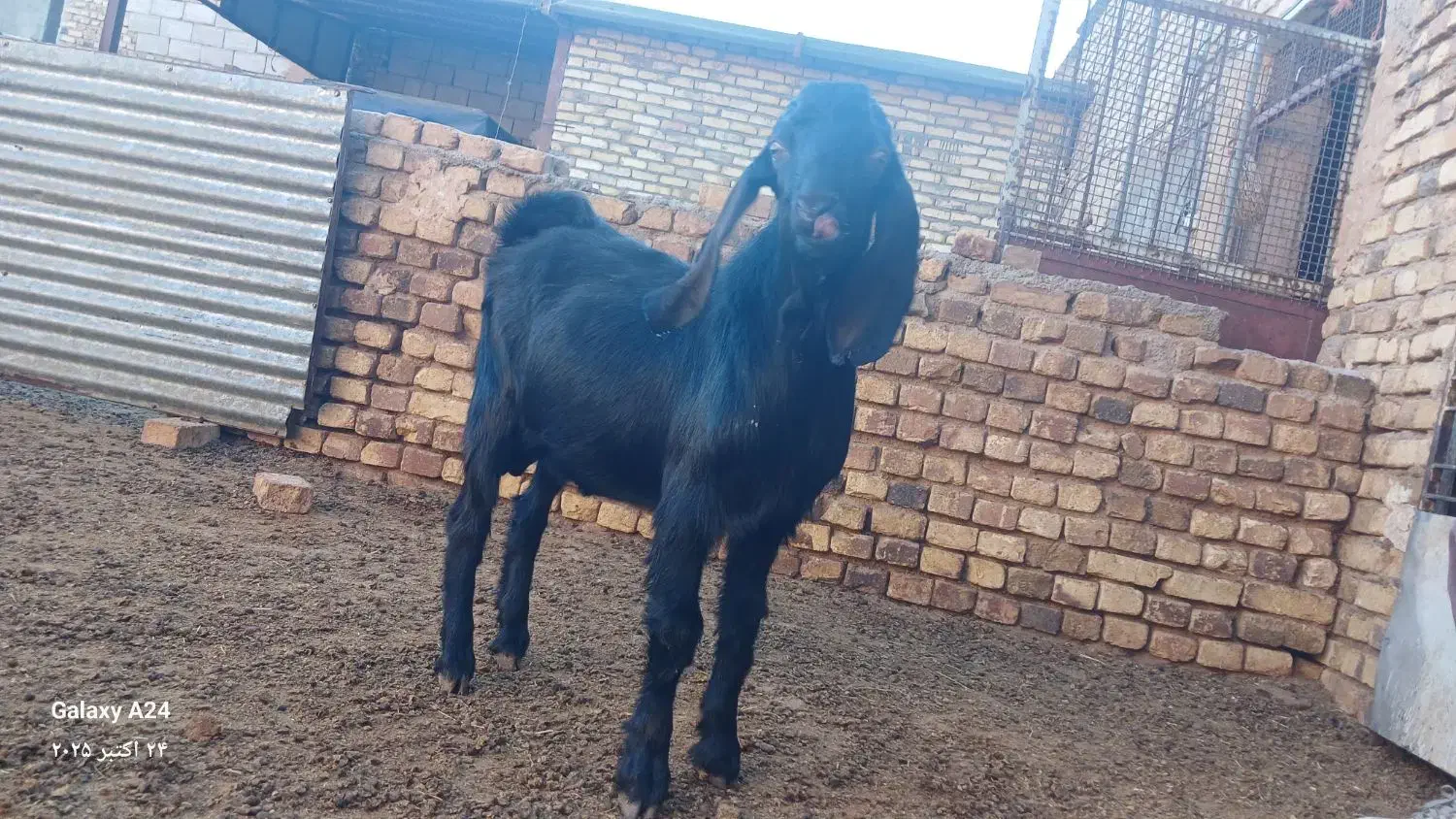 بزغاله نر|حیوانات مزرعه|فرمهین, |دیوار