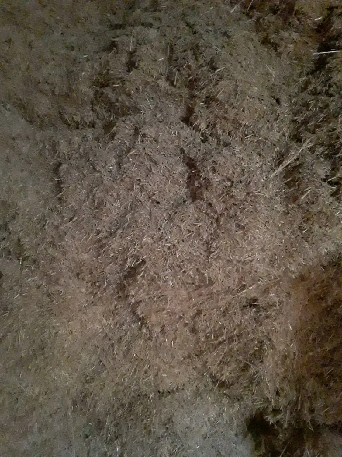 کاه گندم ریز ارسال به تمامی نقاط کشور|عمدهفروشی|قیدار, |دیوار