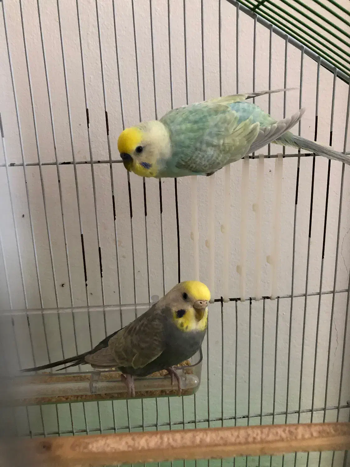 مرغ عشق مولد رینبو درجه 1 با جوجه فروش فوری|پرنده|نوشهر, |دیوار