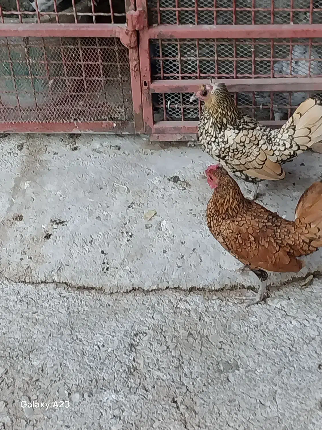 ی جفت مرغ خروس سبرایت اصیل|حیوانات مزرعه|هشتگرد, تهران دشت|دیوار