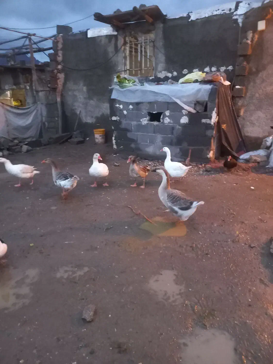 غاز|حیوانات مزرعه|بیستون, |دیوار