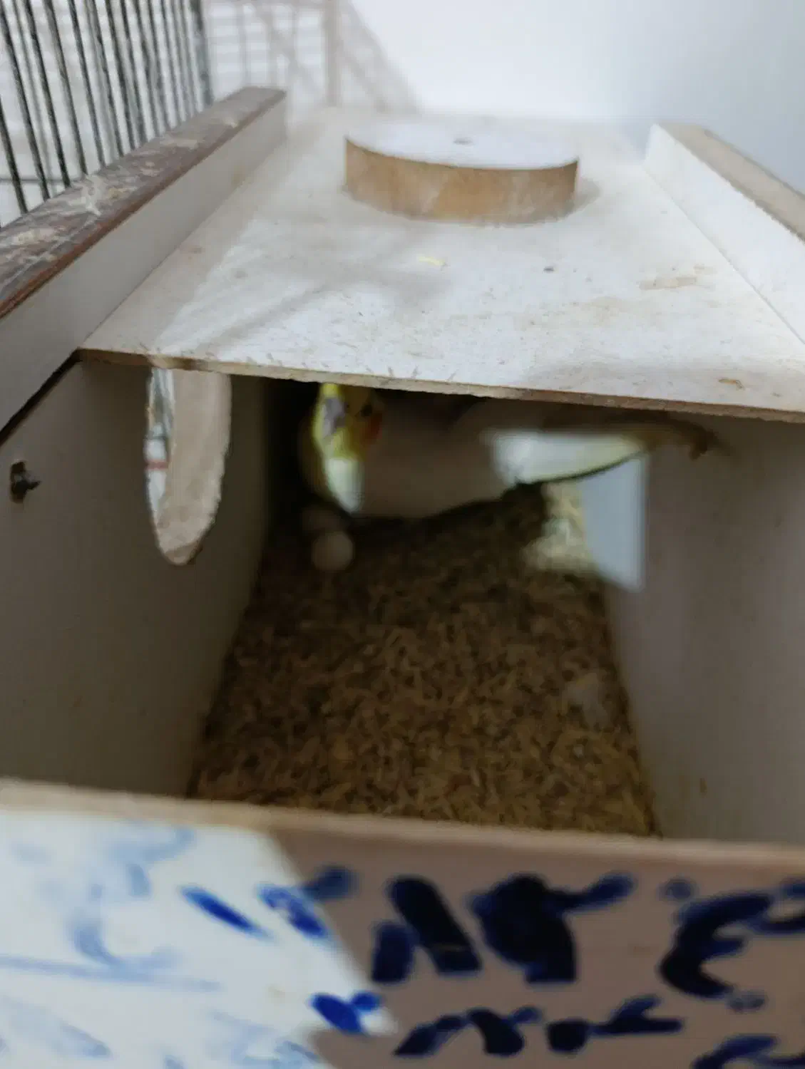 عروس هلندی|پرنده|مهربان, |دیوار