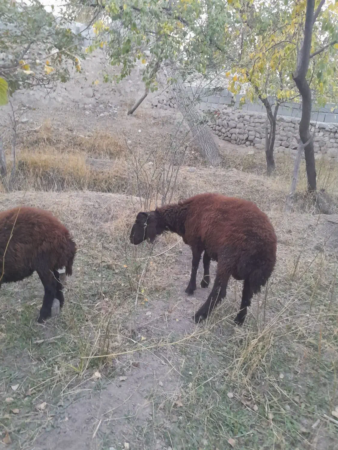 گوسفند بره به قیمت مناسب|حیوانات مزرعه|اسکو, |دیوار