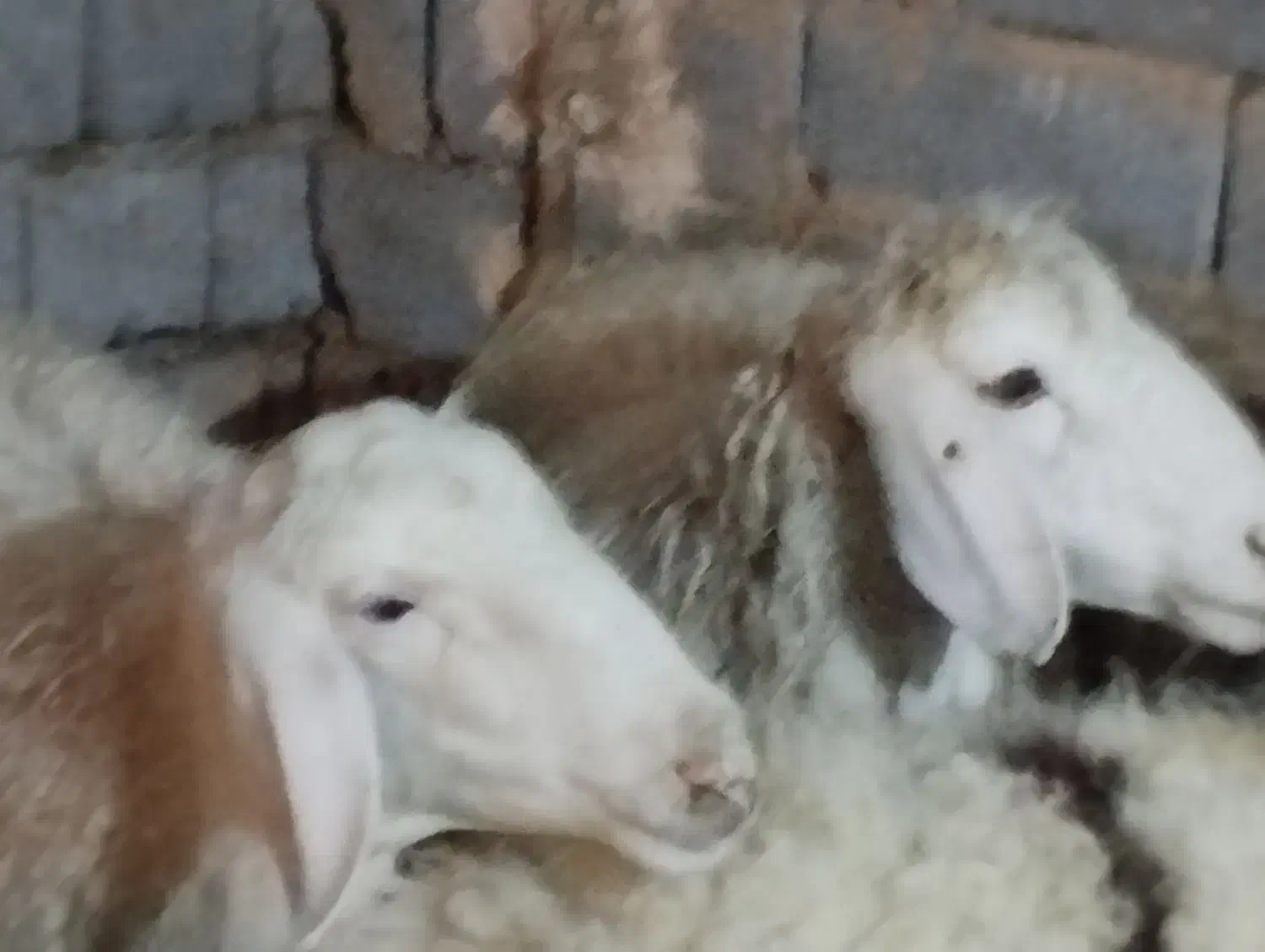 میش|حیوانات مزرعه|مهریز, |دیوار