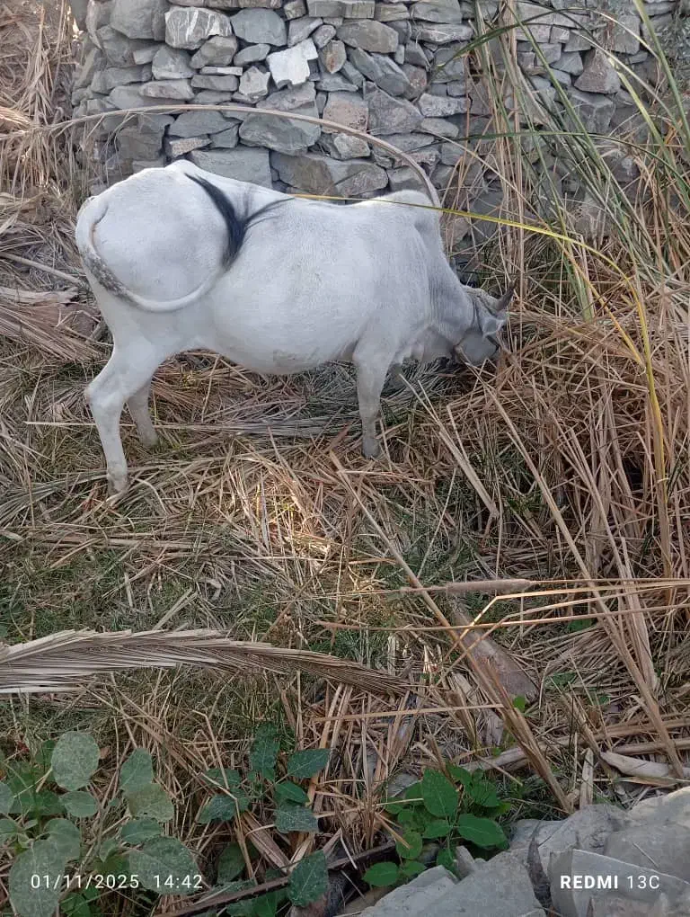 فروش گاو ماده شیری|حیوانات مزرعه|بم پشت, |دیوار