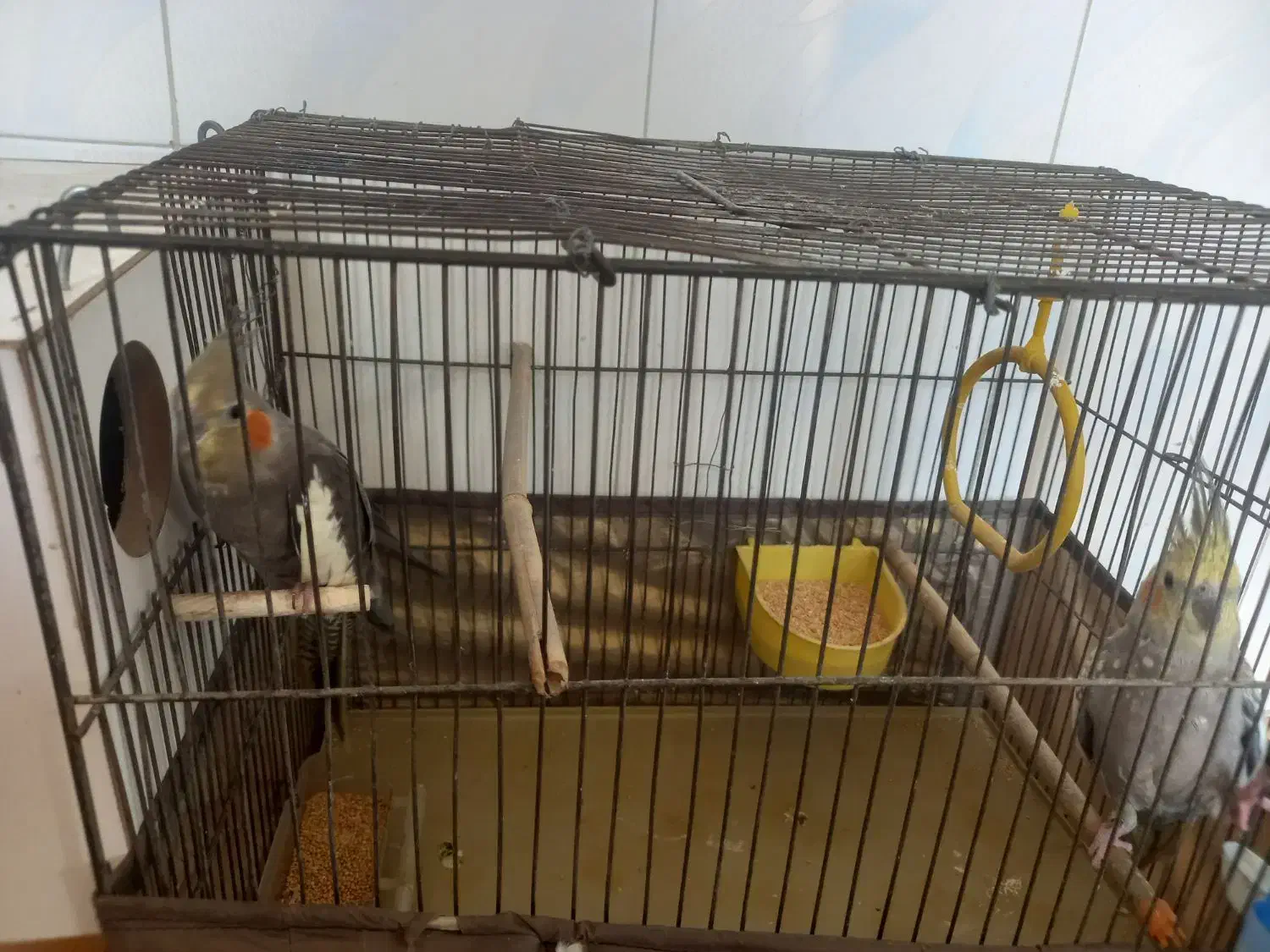 عروس هلندی|پرنده|باقرشهر, |دیوار