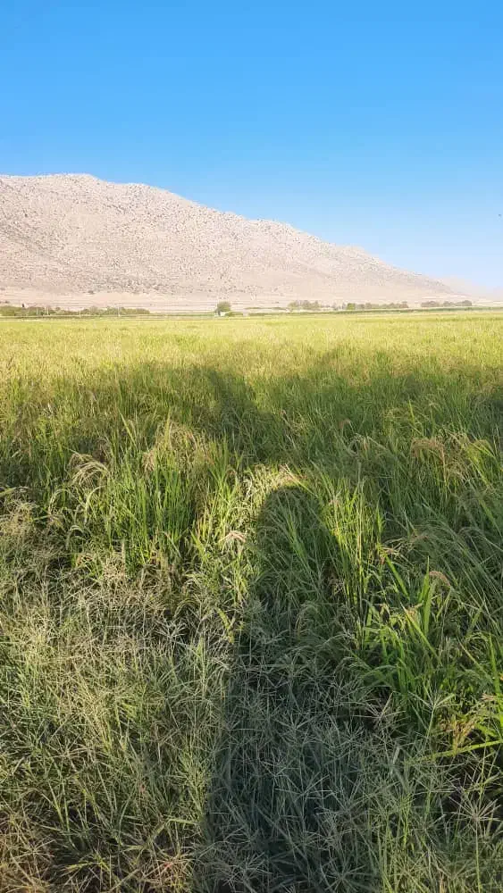 اجاره زمین کشاورزی روستای قوام آباد|اجارهٔ دفتر صنعتی، کشاورزی، تجاری|پاسارگاد, |دیوار