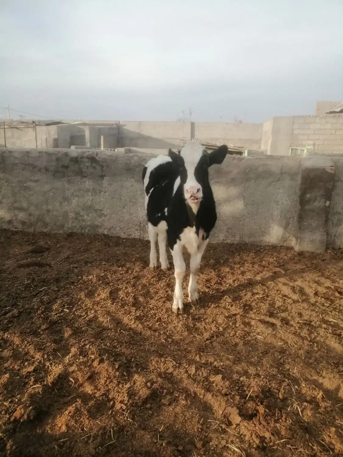 گوساله هلشتاین ازمادر 45 کیلو شیر|حیوانات مزرعه|سرایان, |دیوار
