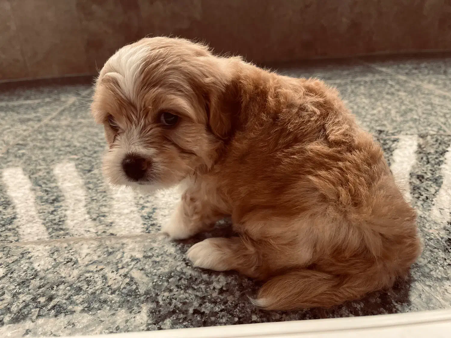 سگ شیتزو|سگ|کردکوی, |دیوار