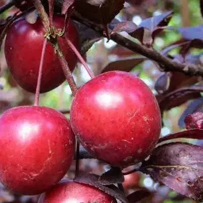 پیشفروش نهال گوجه قرمز آمریکایی|خدمات باغبانی و درختکاری|عجب شیر, |دیوار