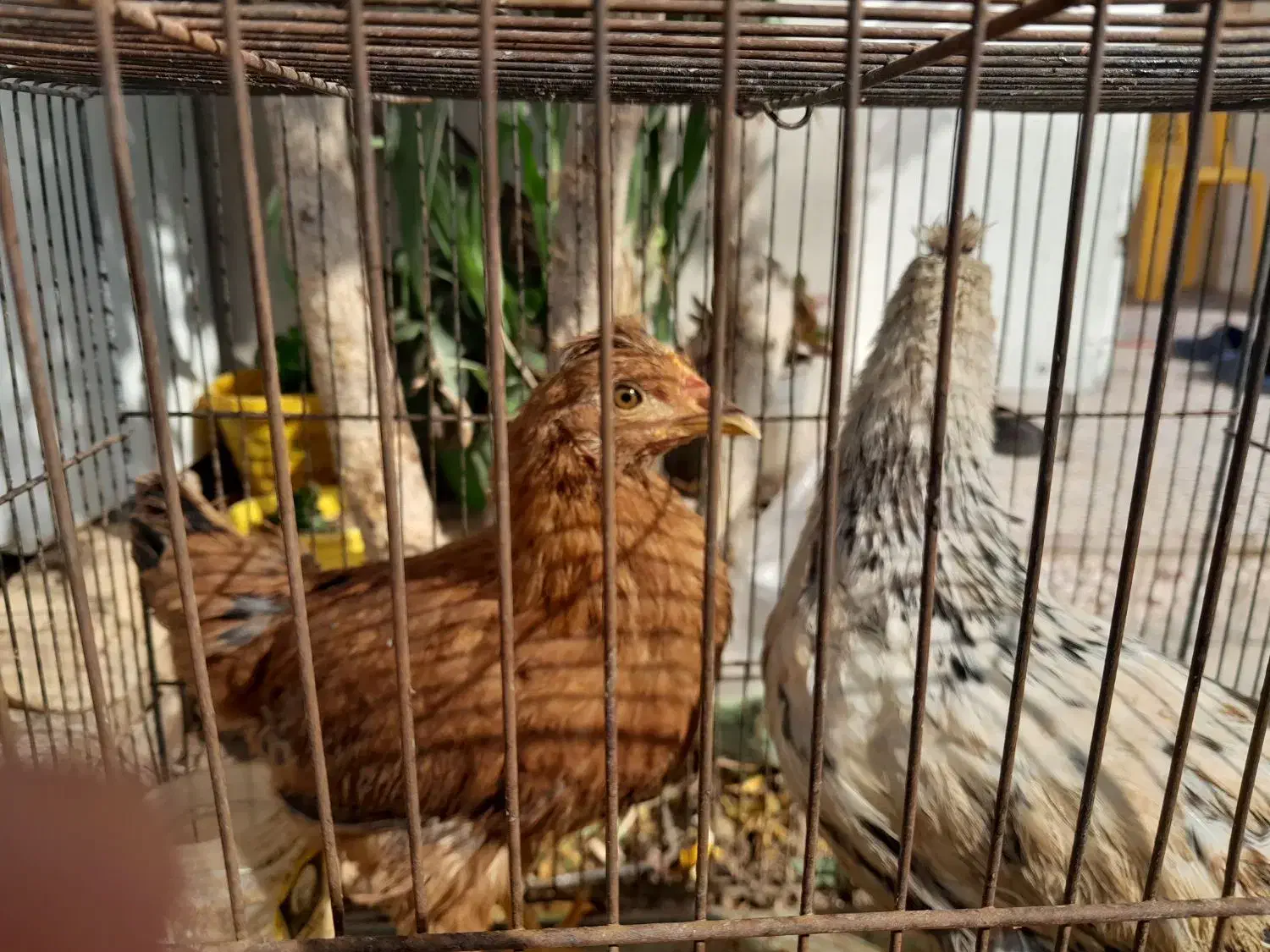 جوجه مرغ|حیوانات مزرعه|کهک, |دیوار