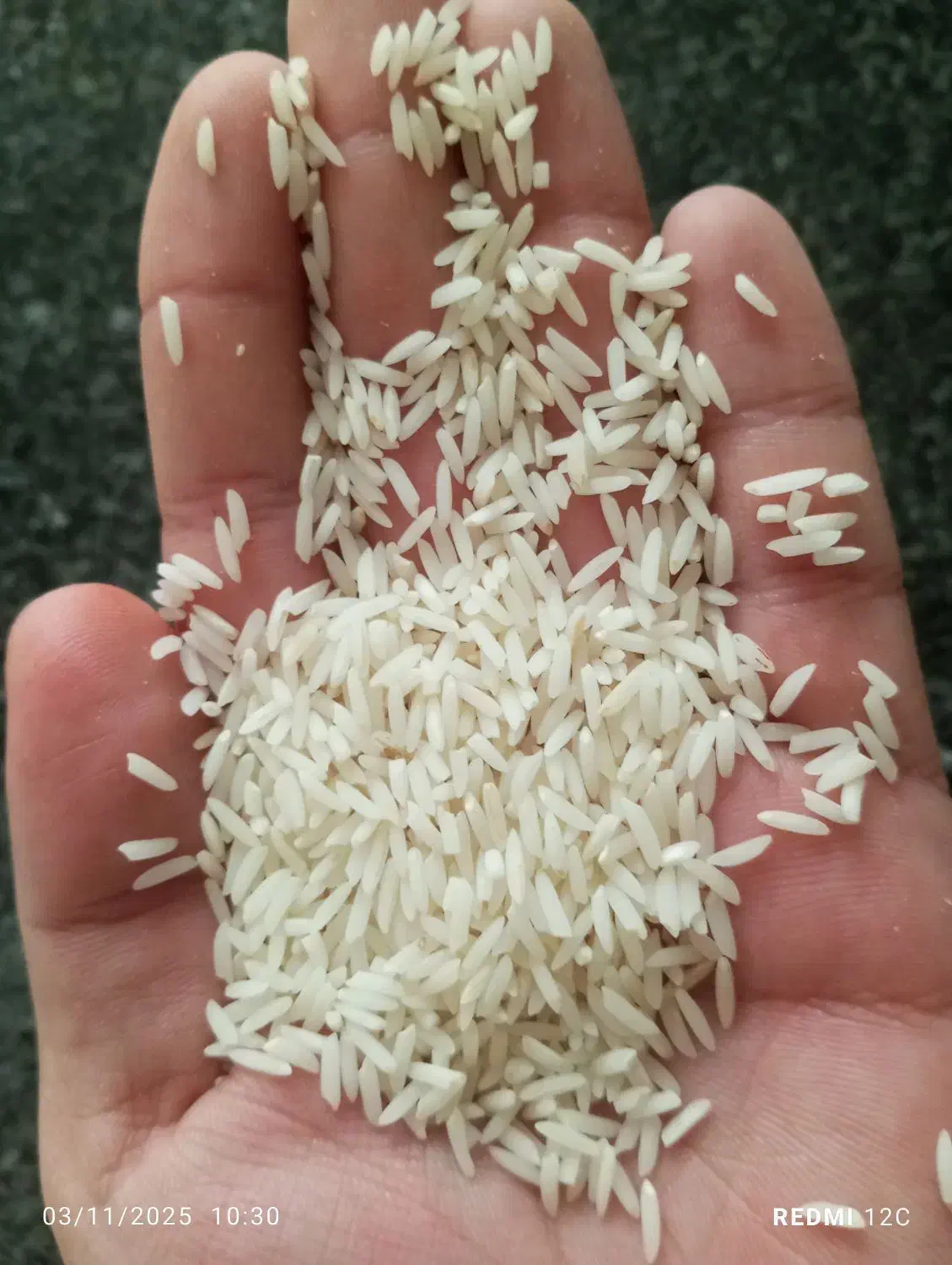 برنج صدری بلند دمسیاه(کلات نادر)|خوردنی و آشامیدنی|مشهد, توس (بلوار توس)|دیوار