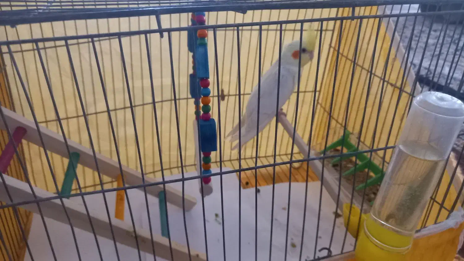 عروس هلندی|پرنده|خمینی‌شهر, |دیوار