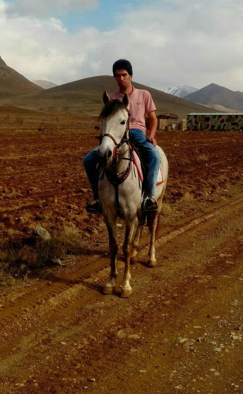 اسب فروشی|اسب و تجهیزات اسبسواری|اراک, |دیوار