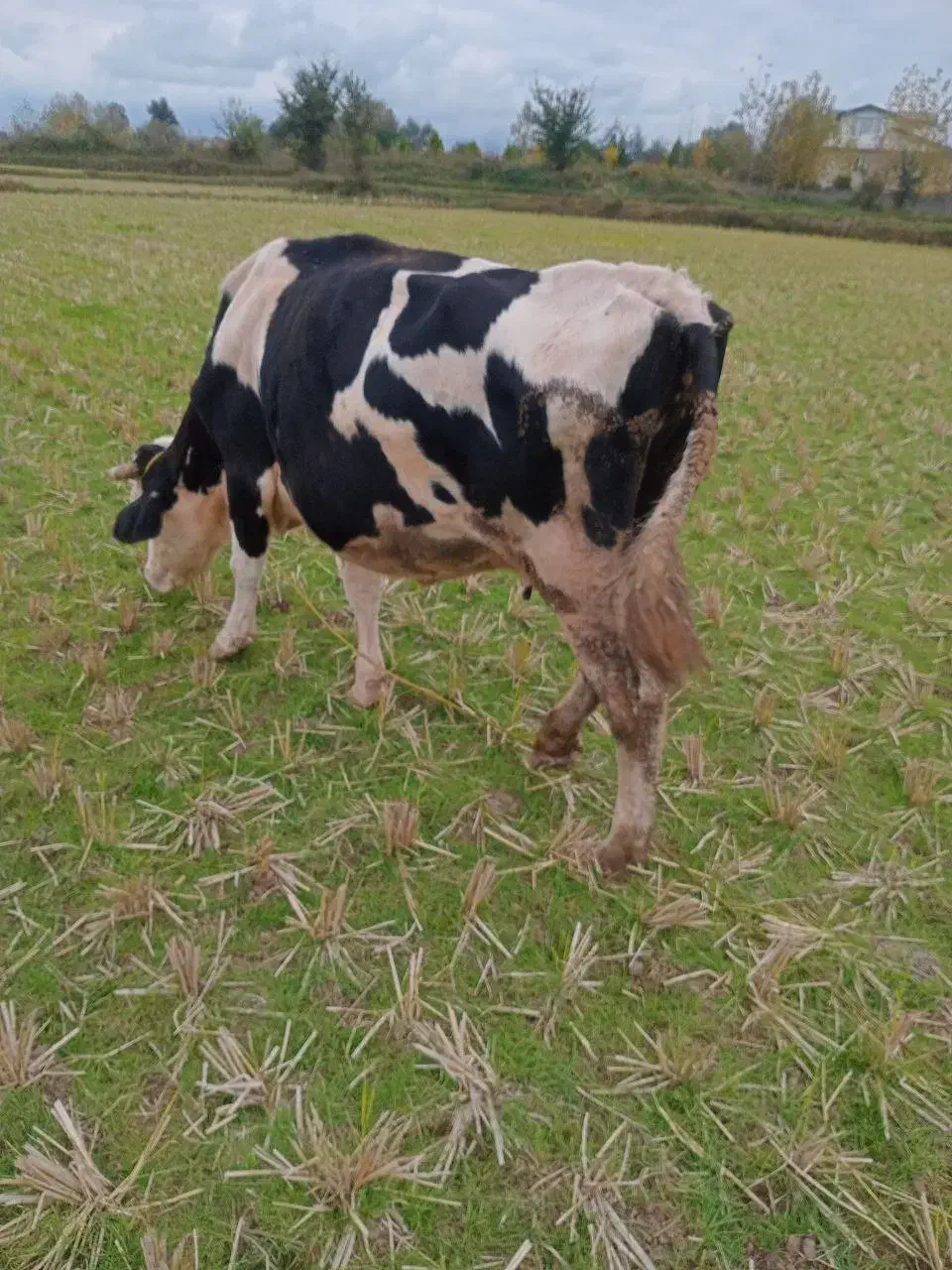 گاو حیوانات مزرعه|حیوانات مزرعه|رشت, کوی مهر|دیوار