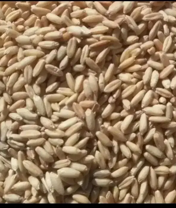 گندم بوجاری شده|گل و گیاه طبیعی|خنجین, |دیوار
