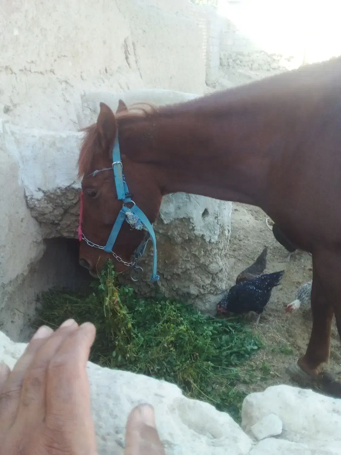 اسب درجه یک چابک|اسب و تجهیزات اسبسواری|بجنورد, |دیوار