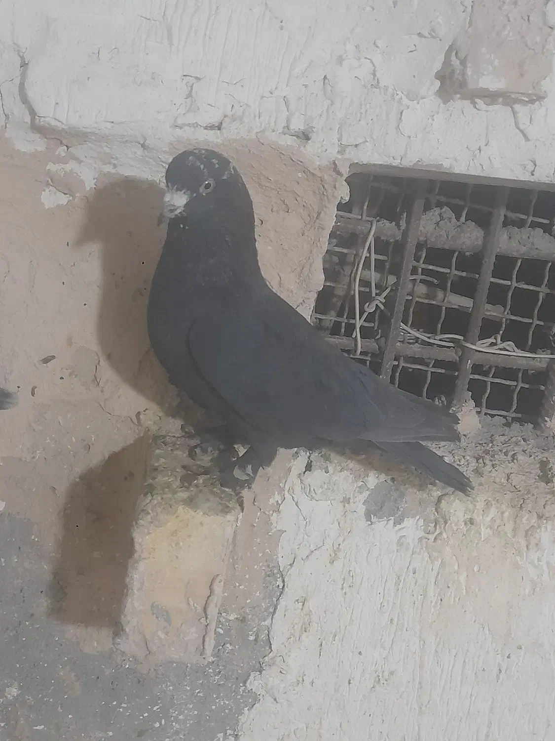 پرنده|پرنده|کرمان, |دیوار