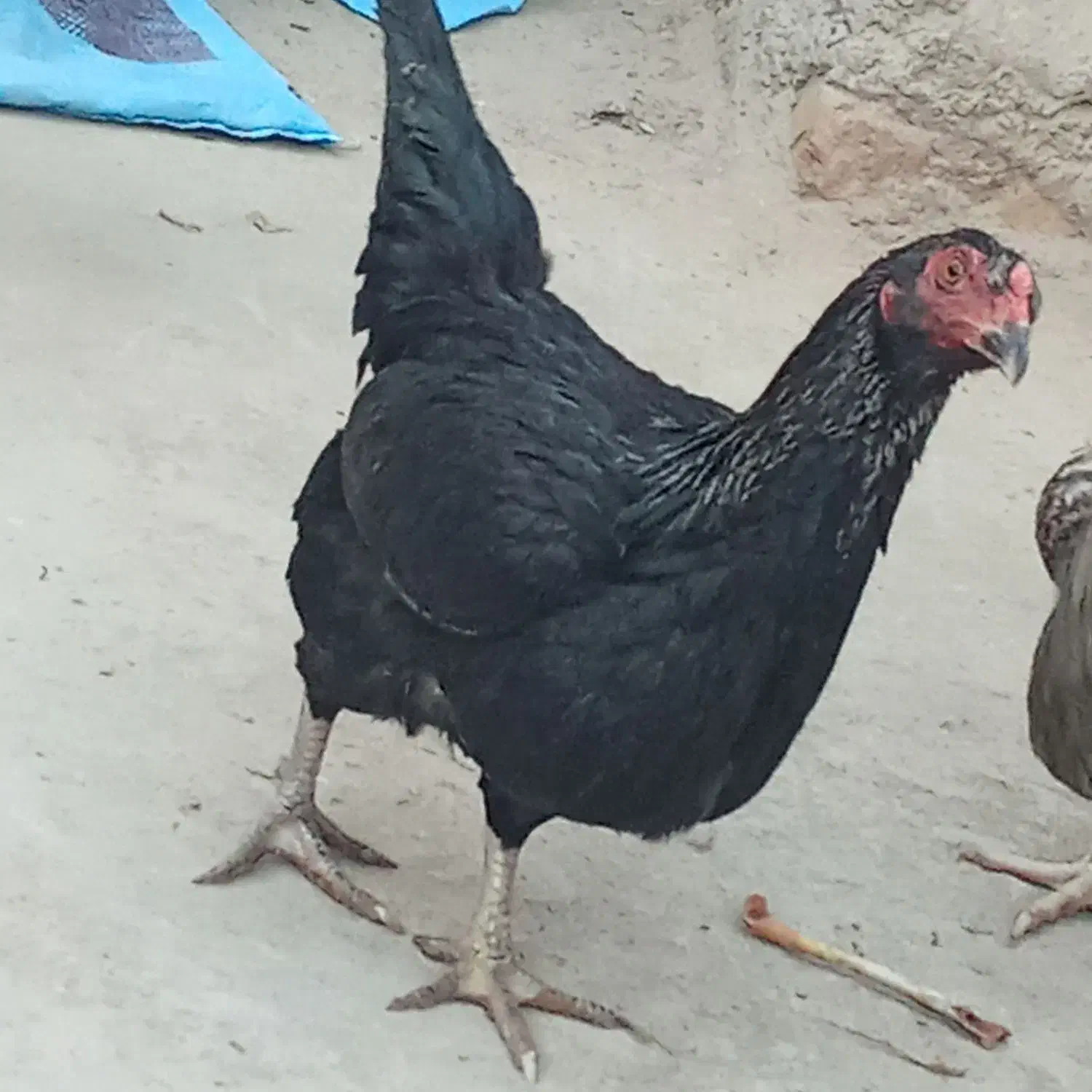 2تا مرغ خزک|حیوانات مزرعه|زابل, |دیوار