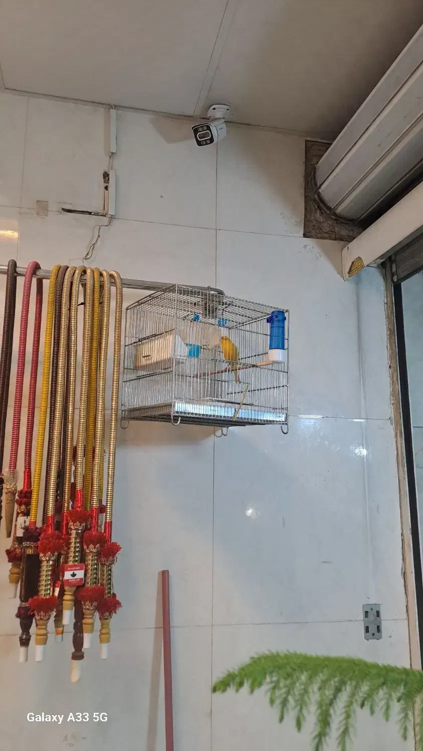 قناری نر|پرنده|تهران, امام زاده حسن|دیوار