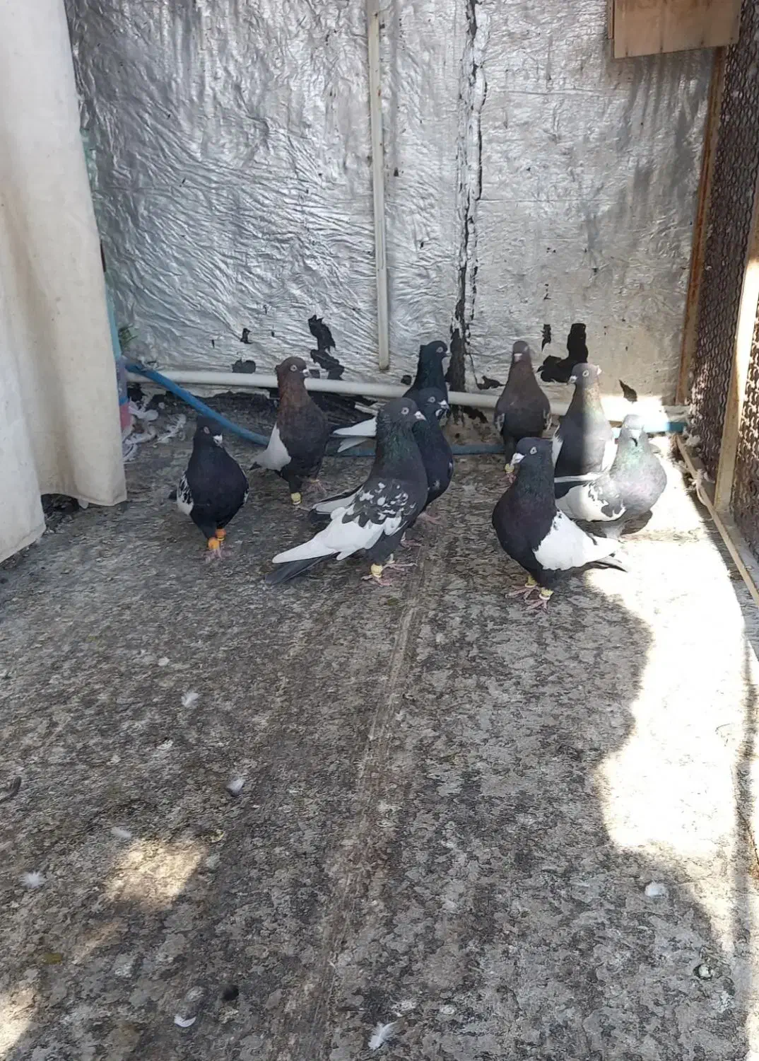 دسته سینه|پرنده|مرودشت, ثبت احوال|دیوار