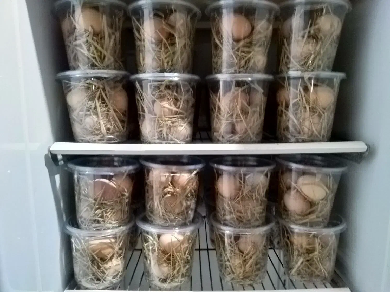 تخم مرغ گلپایگان|خوردنی و آشامیدنی|بهشهر, |دیوار