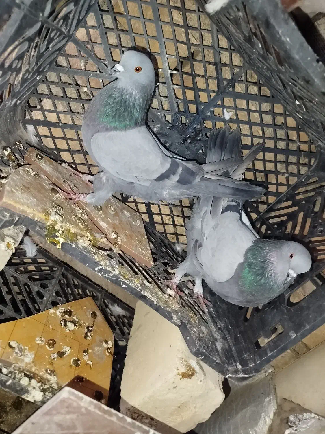 یه جفت سبز عتیقه|پرنده|ساوه, |دیوار