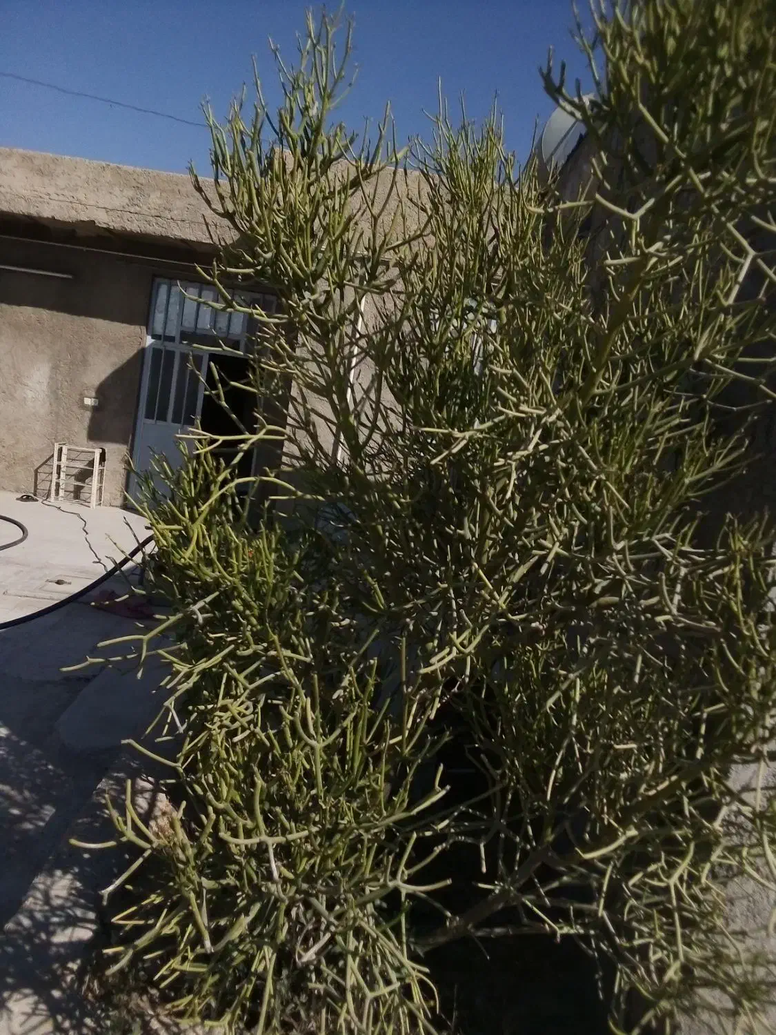 گل و کاکتوس|گل و گیاه طبیعی|برازجان, |دیوار