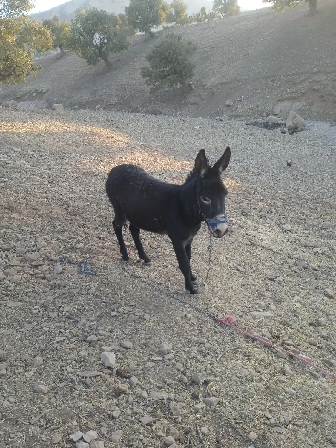 الاغ نر|حیوانات مزرعه|سیوان, |دیوار