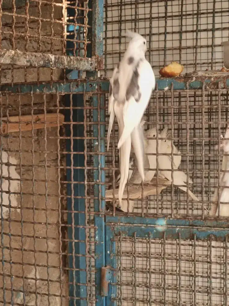 عروس هلندی دوکت آلبینو|پرنده|چابهار, |دیوار