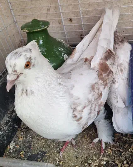 کبوتر گمشده((مژدگانی میدم به یابنده))|حیوانات|تهران, باغ خزانه|دیوار