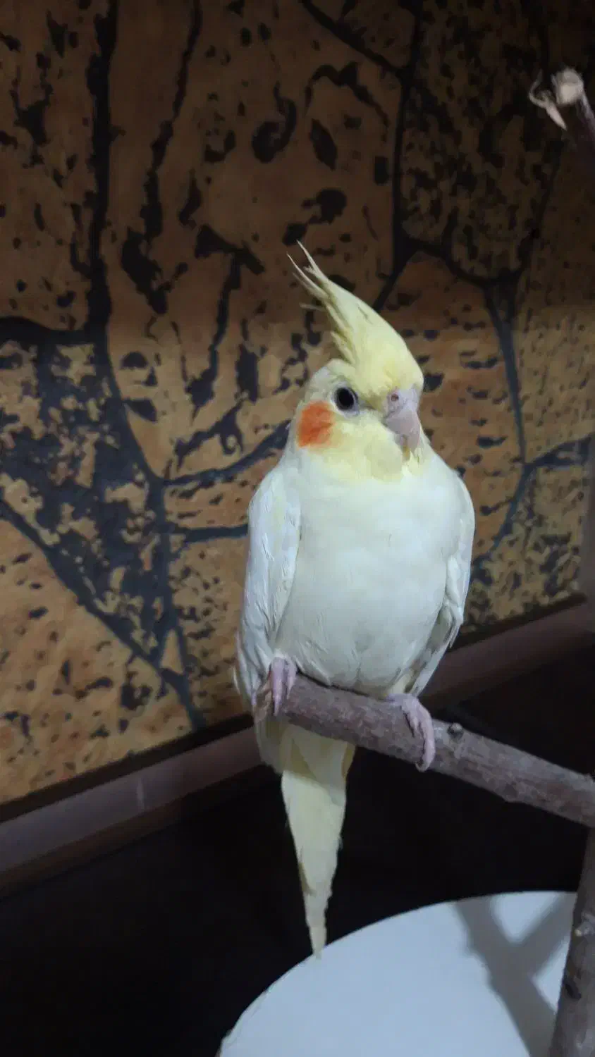 عروس هلندی ماده لوتینو هفت ماهه|پرنده|اسلام‌شهر, مظفریه|دیوار