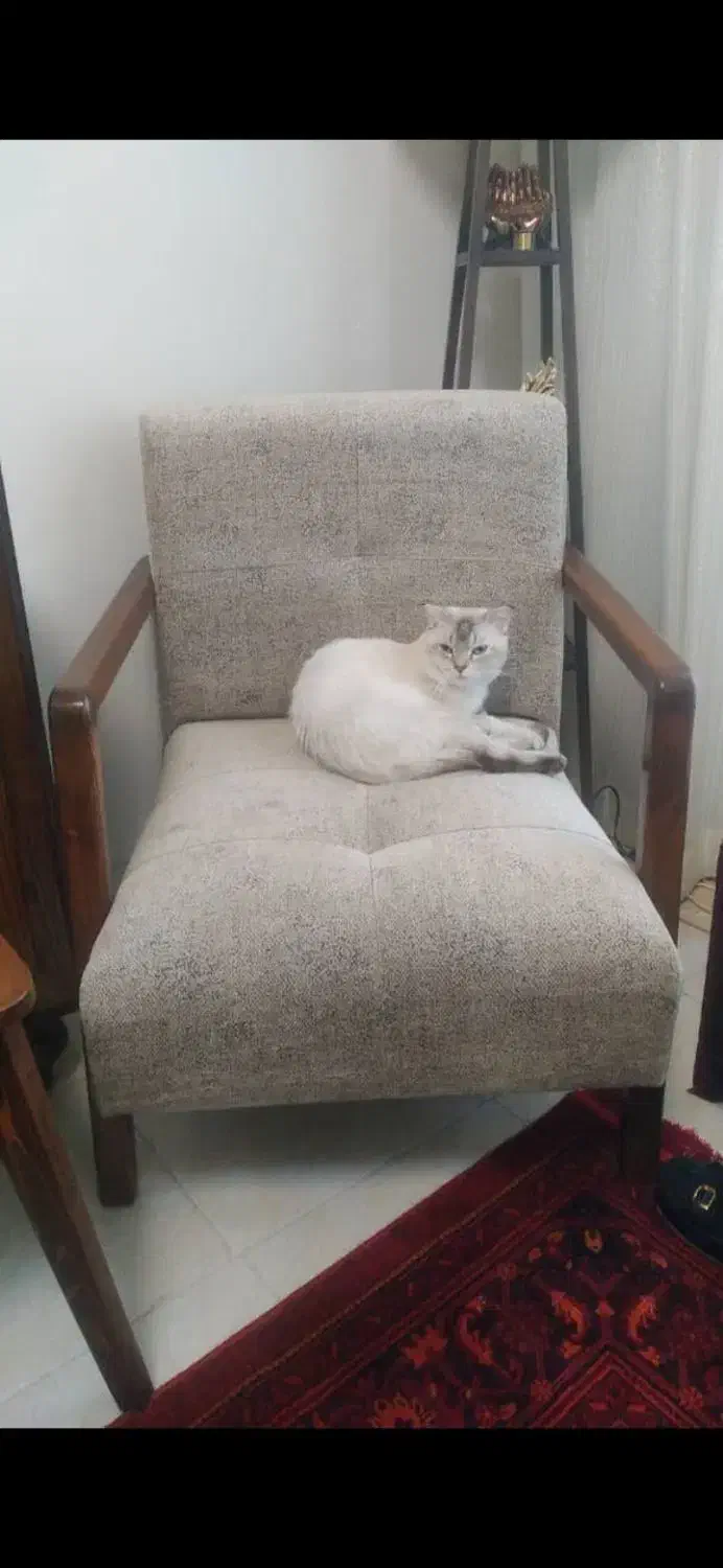 واگذاری گربه|گربه|بندرعباس, |دیوار