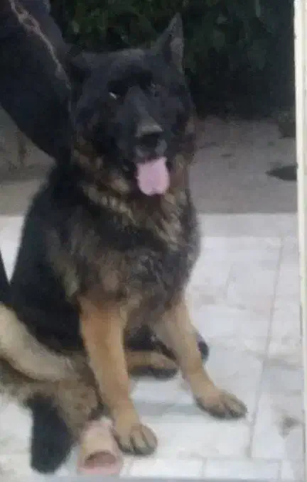 سگ ژرمن شپر|سگ|برخوار, |دیوار