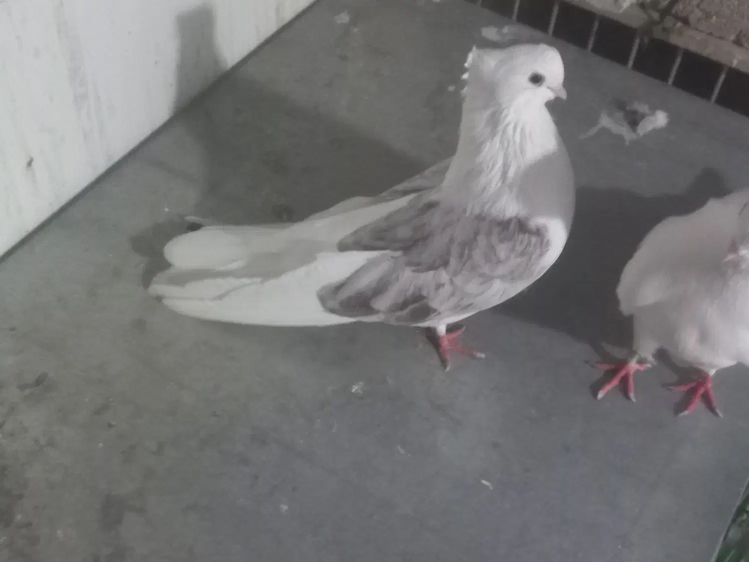 کبوتر نوک ریز|پرنده|مینودشت, |دیوار