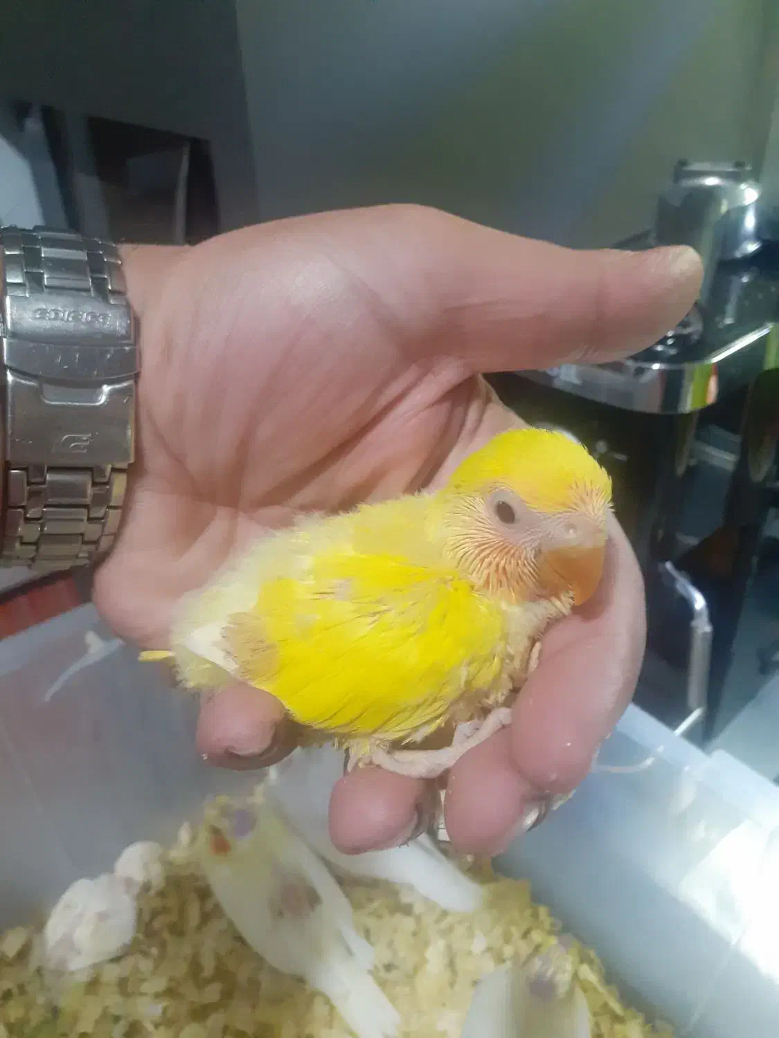 جوجه عروس و برزیلی|پرنده|کیش, |دیوار