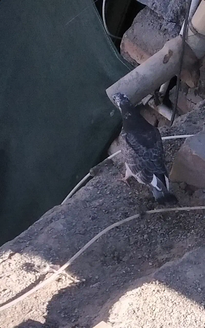 کفتر گمشده|حیوانات|زاهدان, |دیوار