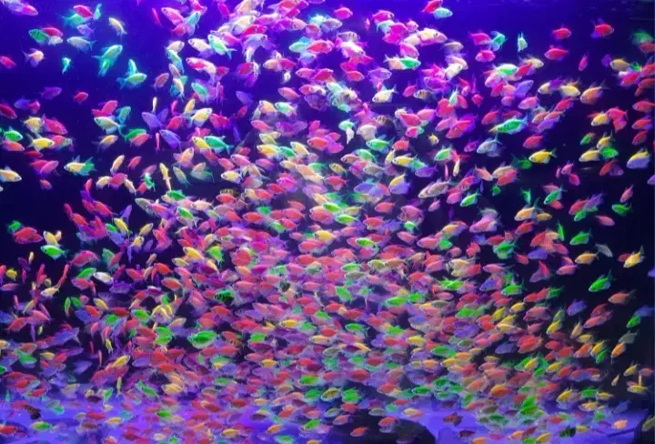 ماهی کالرویدو|ماهی|الوند, |دیوار