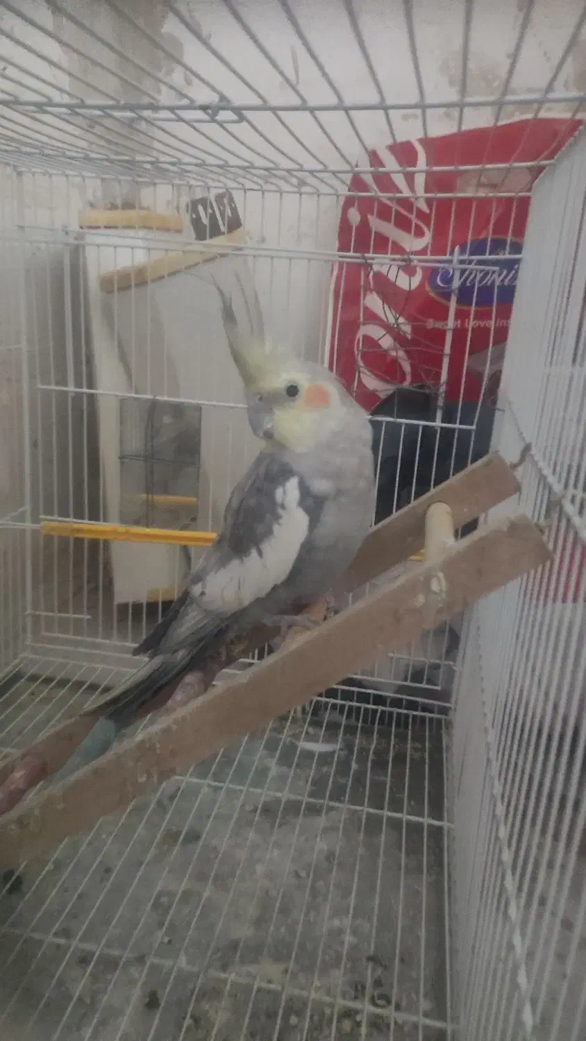 یک جفت عروس هلندی نر و ماده|پرنده|مشهد, دانش|دیوار