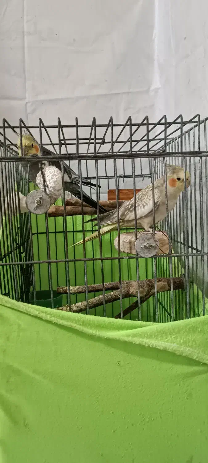 پرنده عروس|پرنده|تهران, افسریه شمالی|دیوار