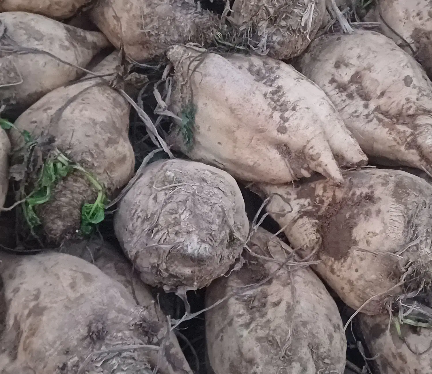 فروش چغندر قند|لوازم جانبی حیوانات|بناب, |دیوار