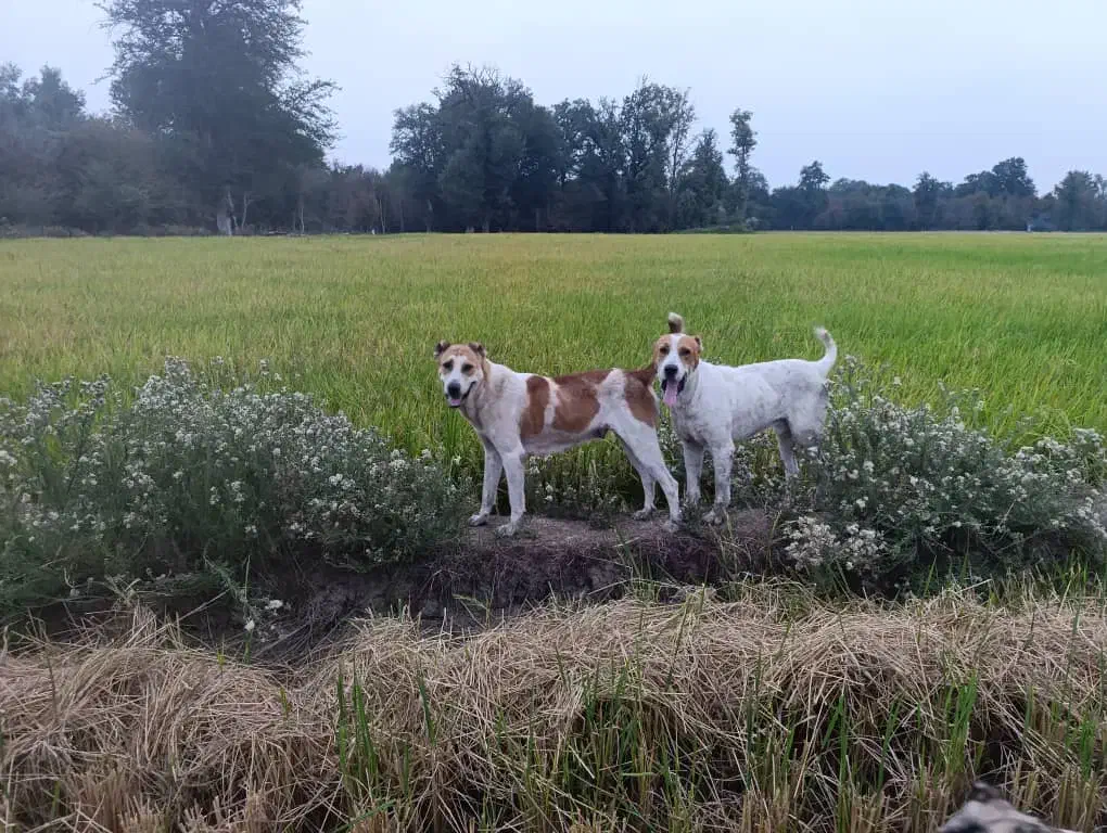 سگ گله گوسفند بسیار هوشیار|سگ|خان ببین, |دیوار