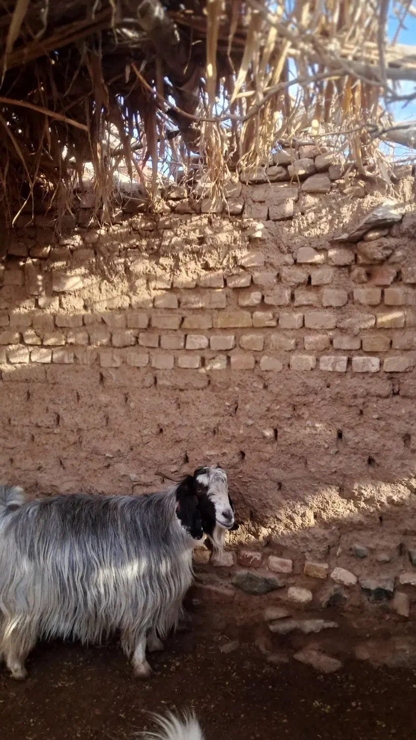 بز آبستن|حیوانات مزرعه|سبزوار, قصبه شرقی|دیوار