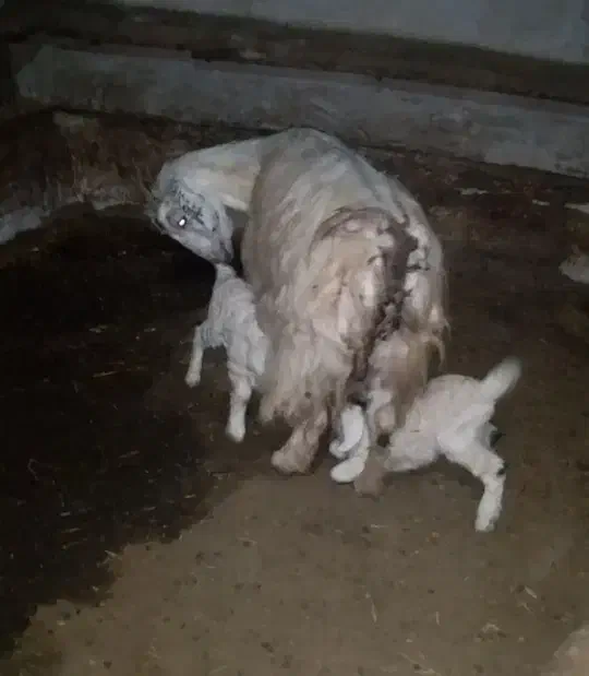 بز جوان و بزغاله|حیوانات مزرعه|گرمی, |دیوار