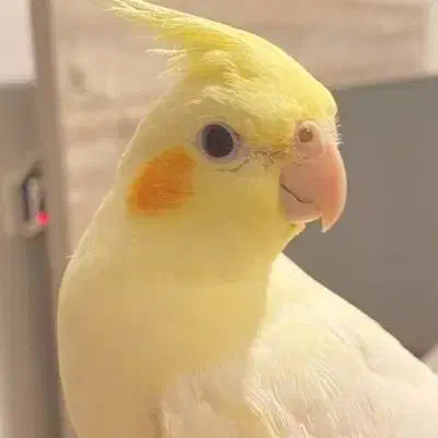 طوطی هلندی نر سخنگو|پرنده|تبریز, |دیوار