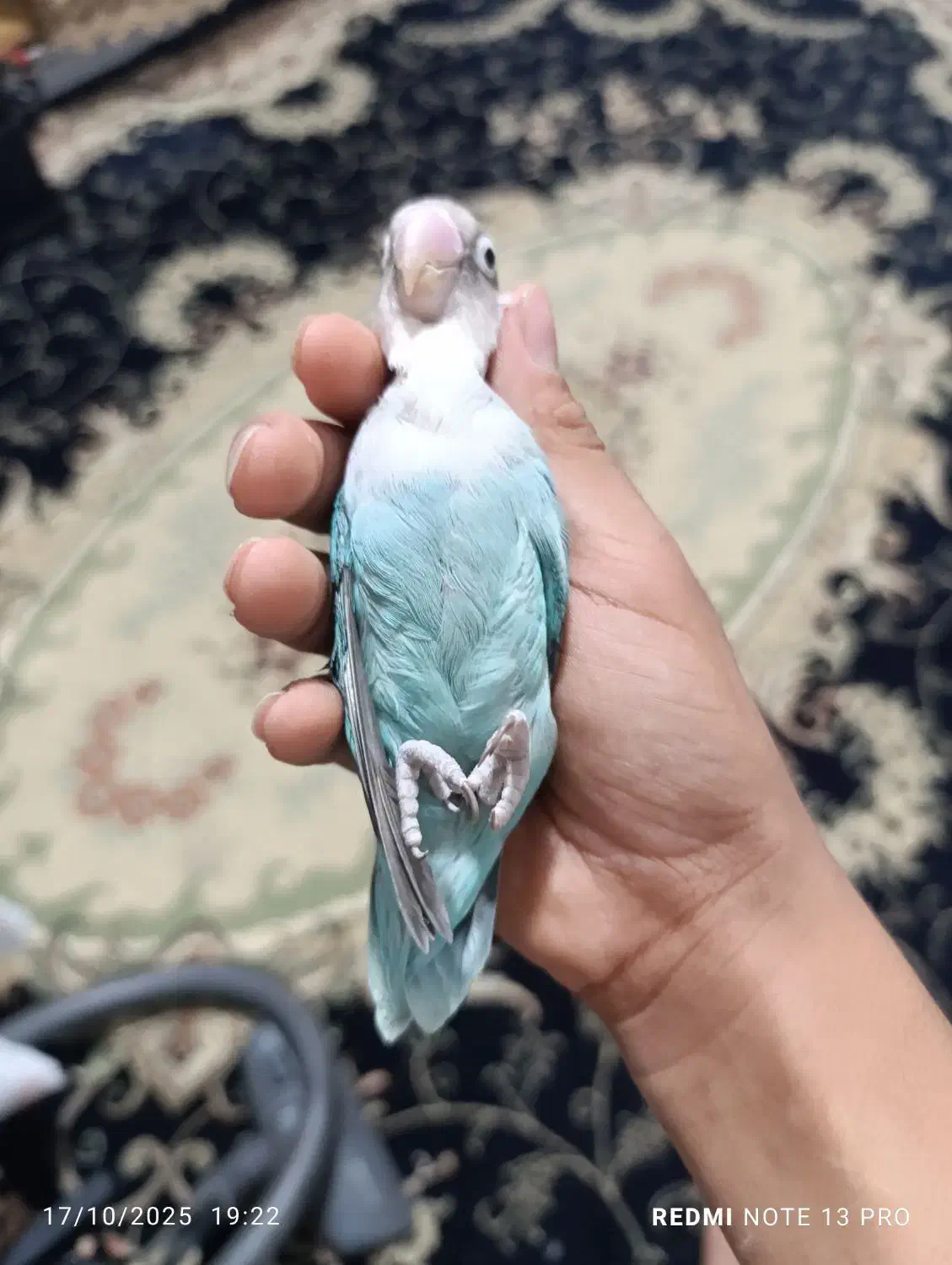 طوطی کوتوله|حیوانات|بم, |دیوار