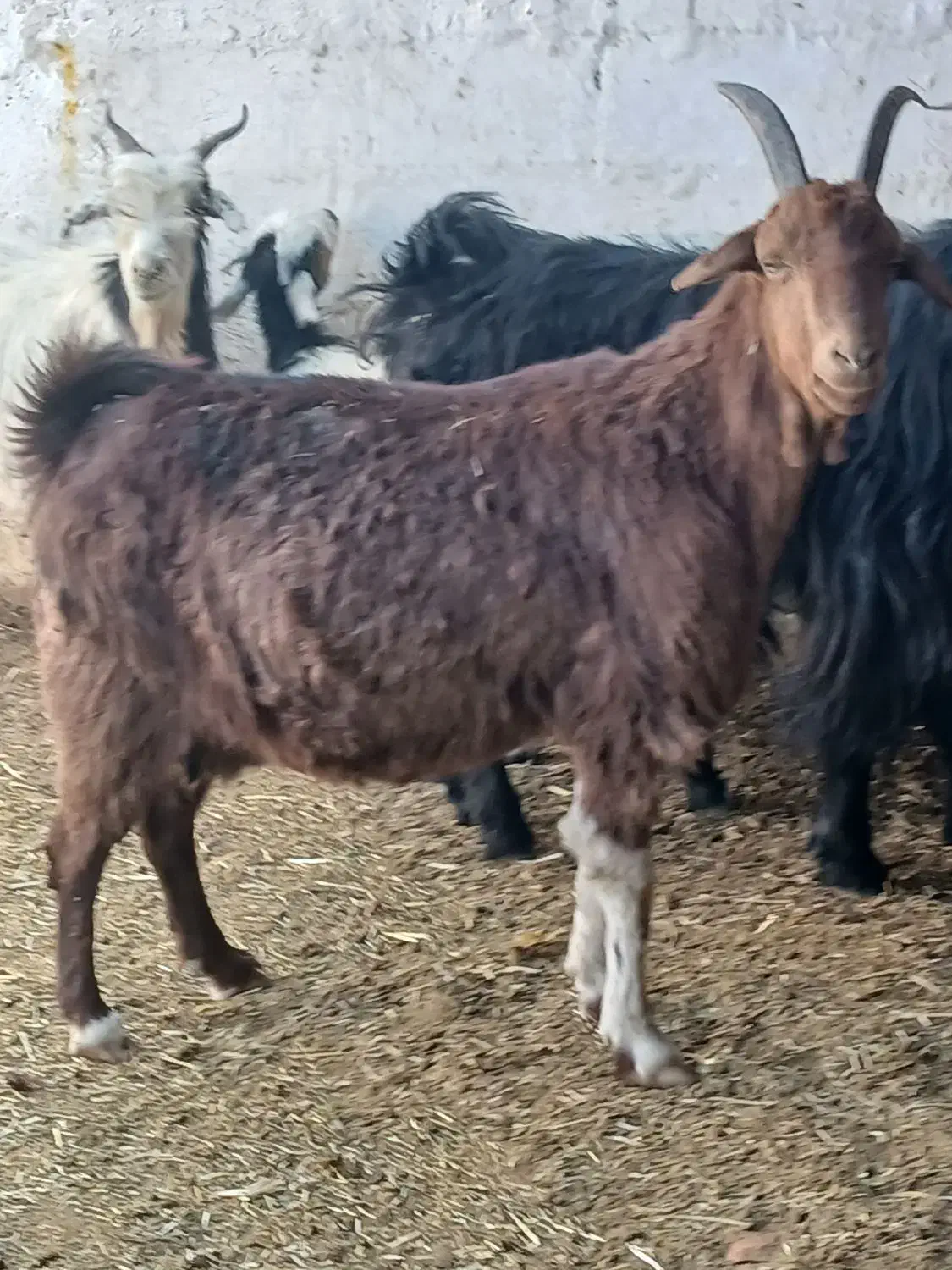 بز دورگ آبستن رو مایه دوقلو زا|حیوانات مزرعه|مرودشت, مختارآباد|دیوار