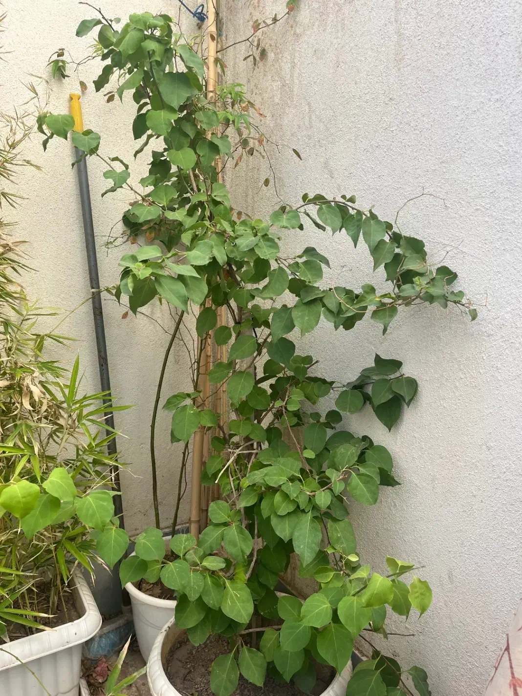 گل بامبو مرجان|گل و گیاه طبیعی|شیراز, درکی|دیوار