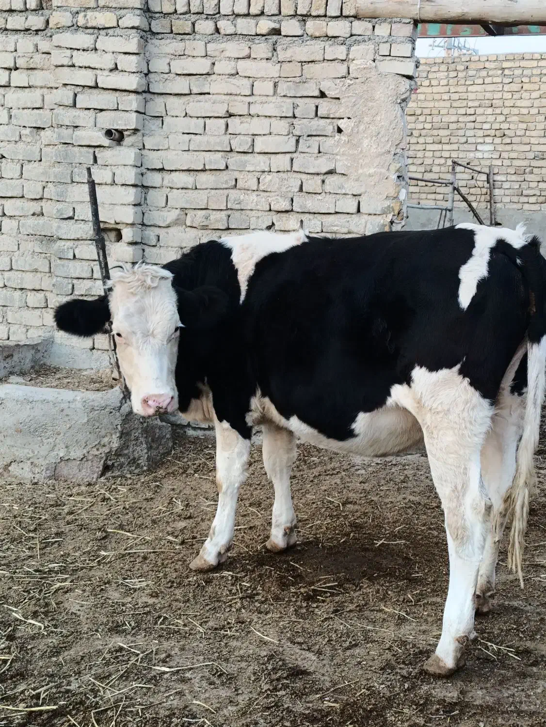 یک عدد تخک ماده سمینتال|حیوانات مزرعه|چناران, |دیوار